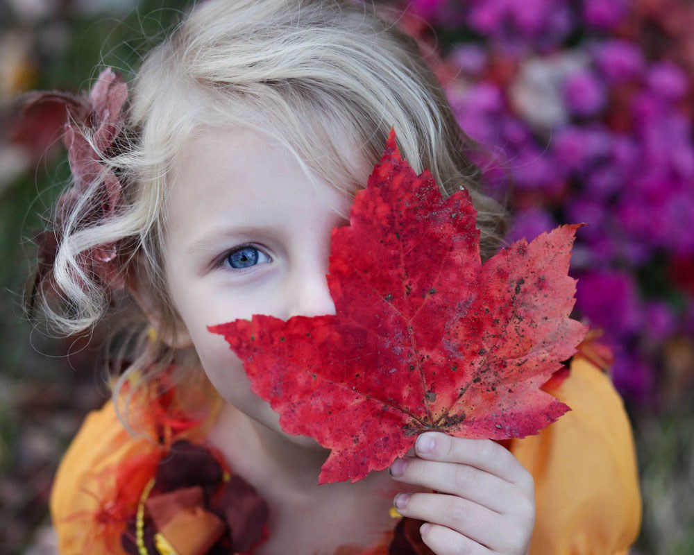 A little girl holds up a fallen maple leaf